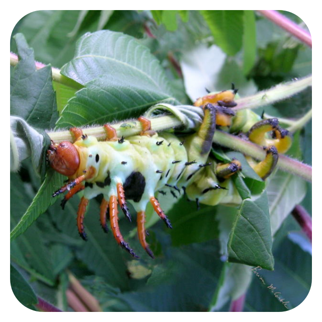 (image for) Citheronia 5th Instar